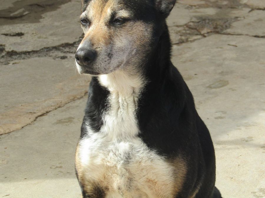 Cão sentado ao sol na União Zoófila